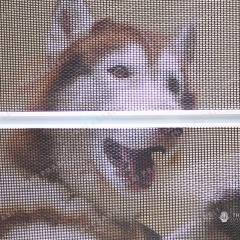 Dog with a Pet Mesh screen