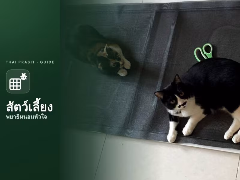 โรคพยาธิหนอนหัวใจ ภัยอันตรายของสัตว์เลี้ยง ที่ต้องเฝ้าระวัง
