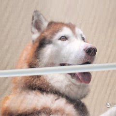Dog pawing at a Pet Mesh screen